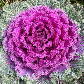 Candy Crush, (F1) Kale Seed